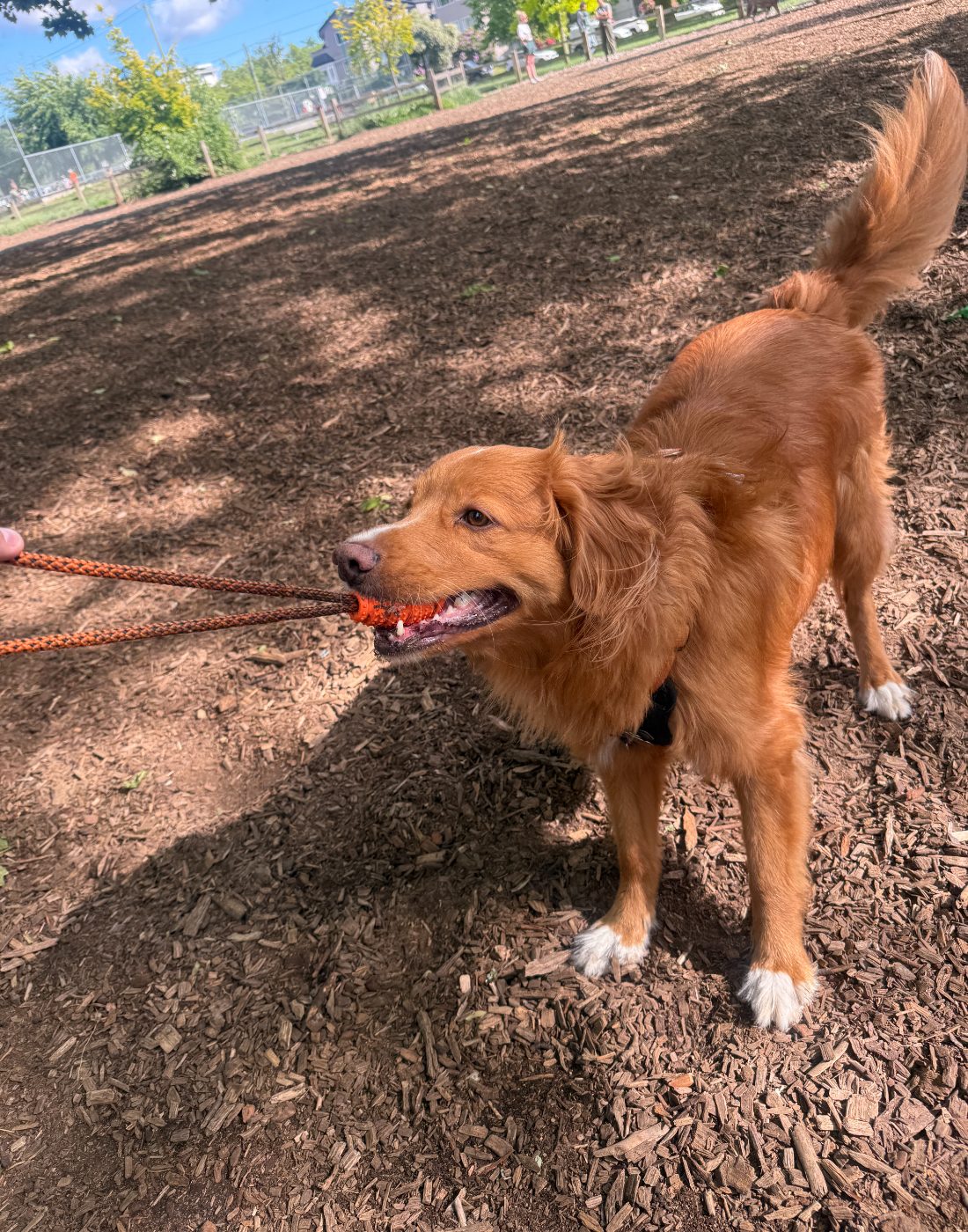 Golden retriever on a walk, tail up and grinning