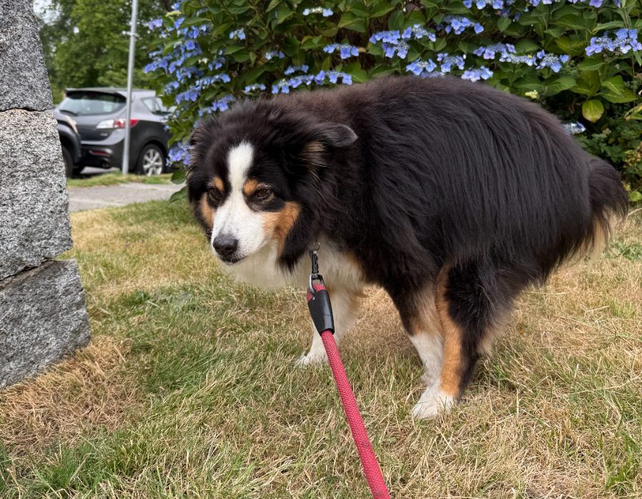 Australian shepherd on a Vancouver lawn
