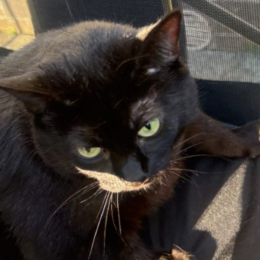 Kat, a black cat, mid-judgement