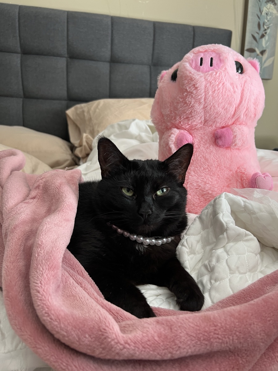 Kat the resident cat