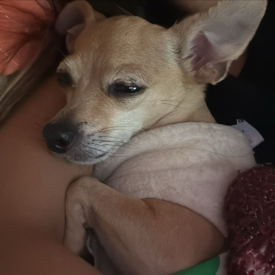 Small tan chihuahua mix asleep on a blanket
