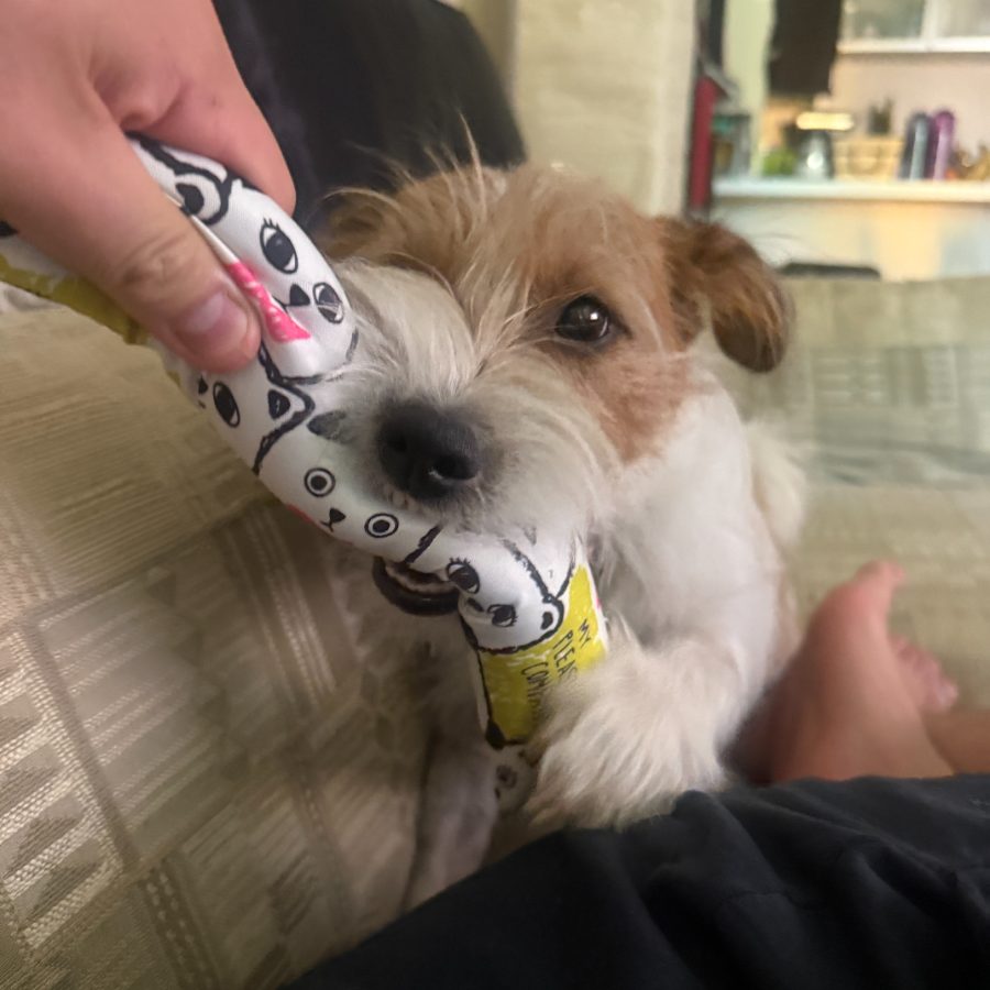 Jack Russell puppy with a plush toy