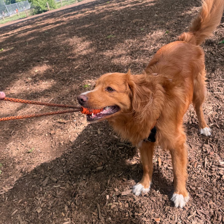 Golden retriever grinning on a walk