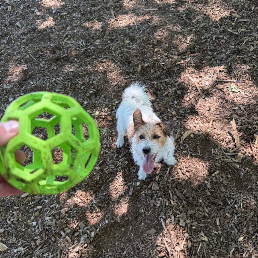 Scruffy white terrier with a green ball