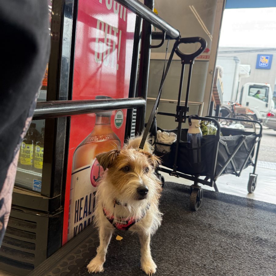 Wirehaired terrier outside a shop