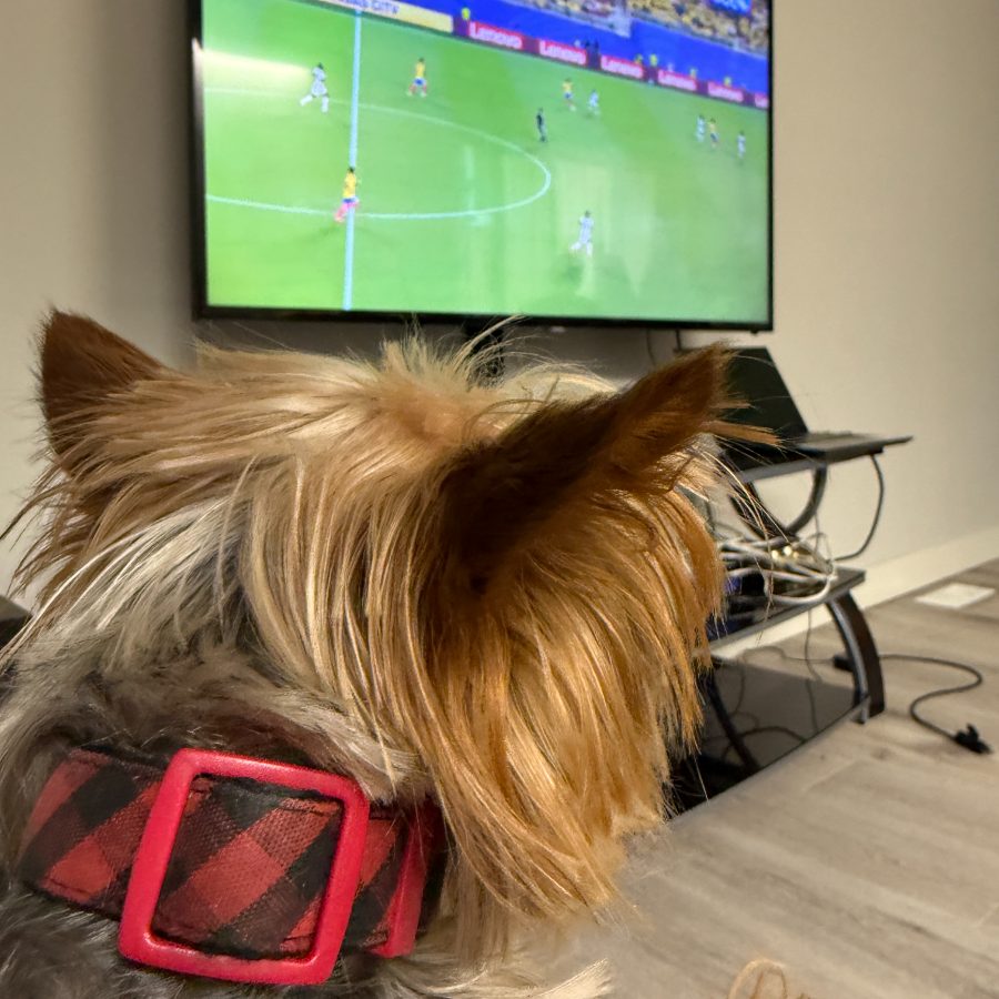 Yorkie watching football on TV