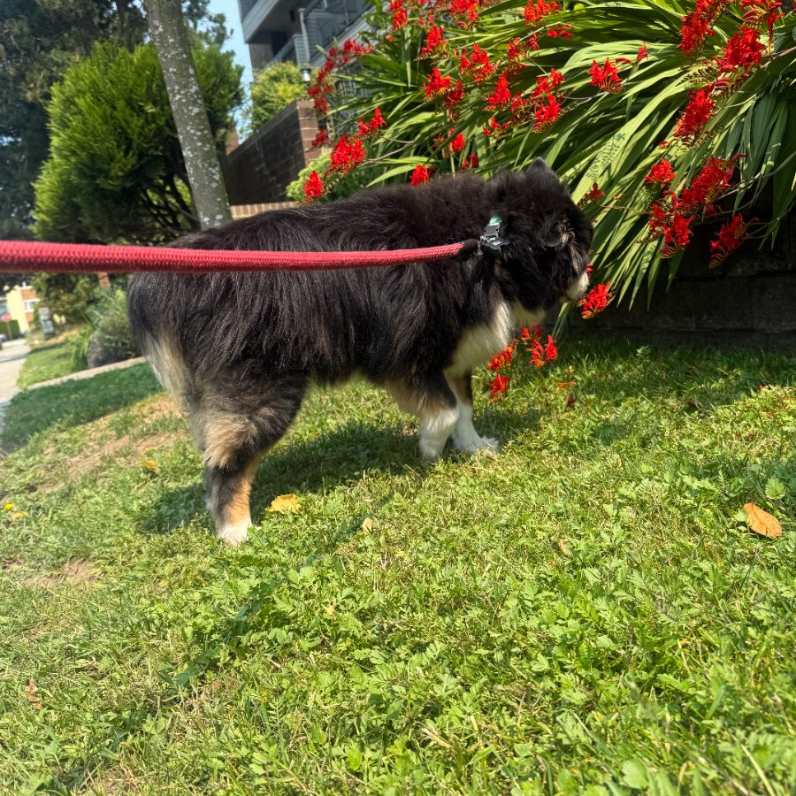Fluffy black puppy on a leash by red flowers