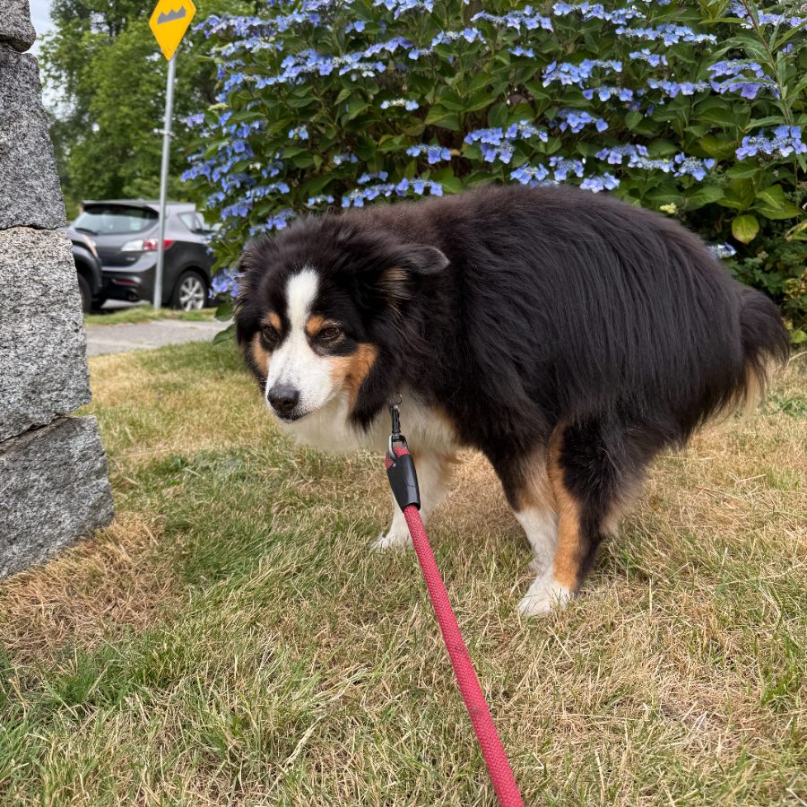 Australian shepherd standing on grass