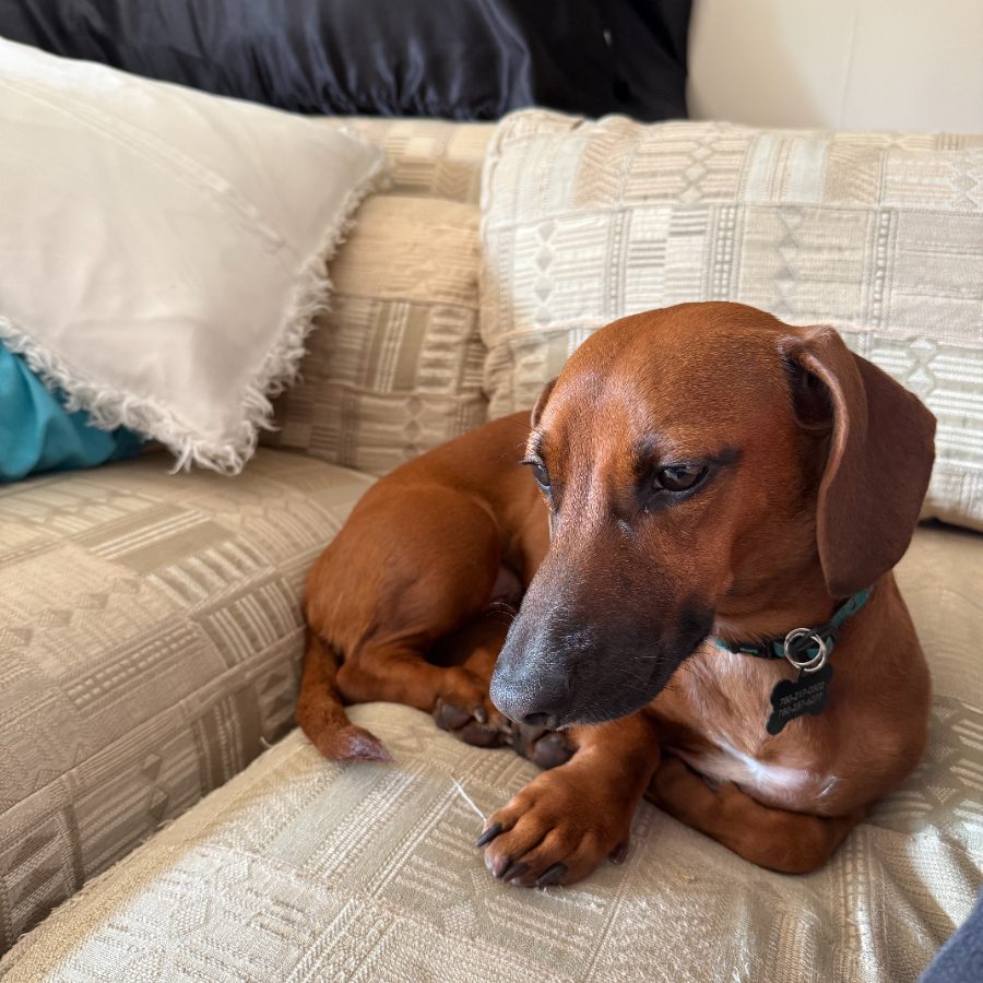 Dachshund resting on a couch