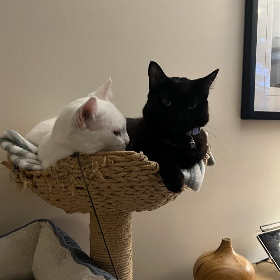 White cat and black cat sharing a cat tree