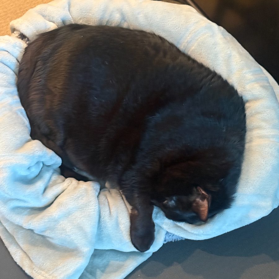 Black cat curled up asleep in a soft bed
