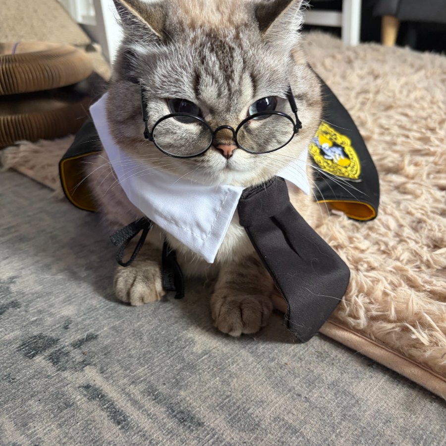 Jia, a grey tabby cat wearing round glasses and a tiny school uniform